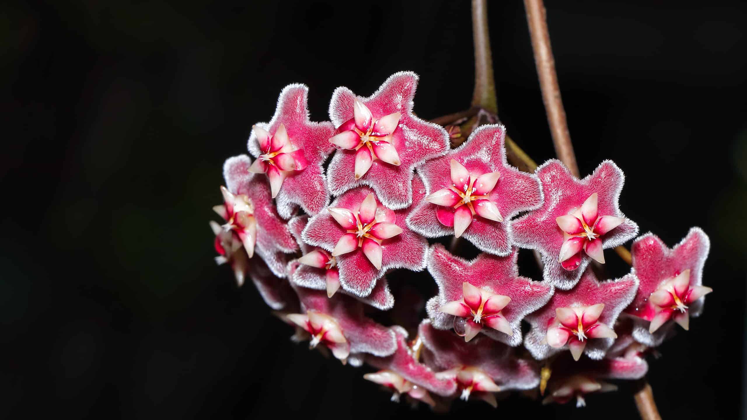 Hoya a foglia stretta: una guida completa