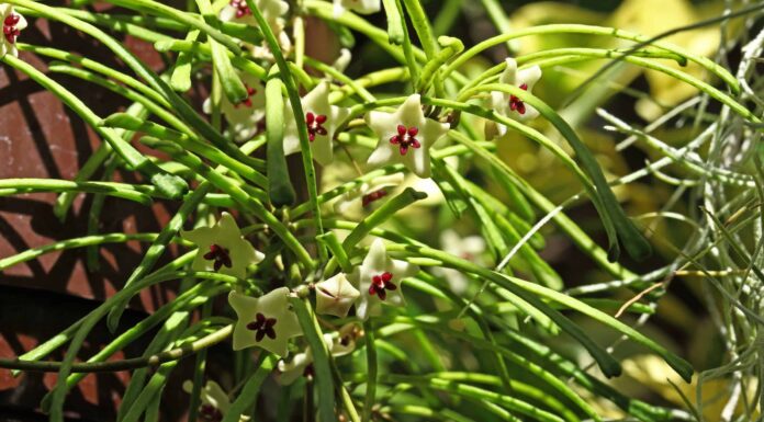 Retusa Hoya: una guida completa
