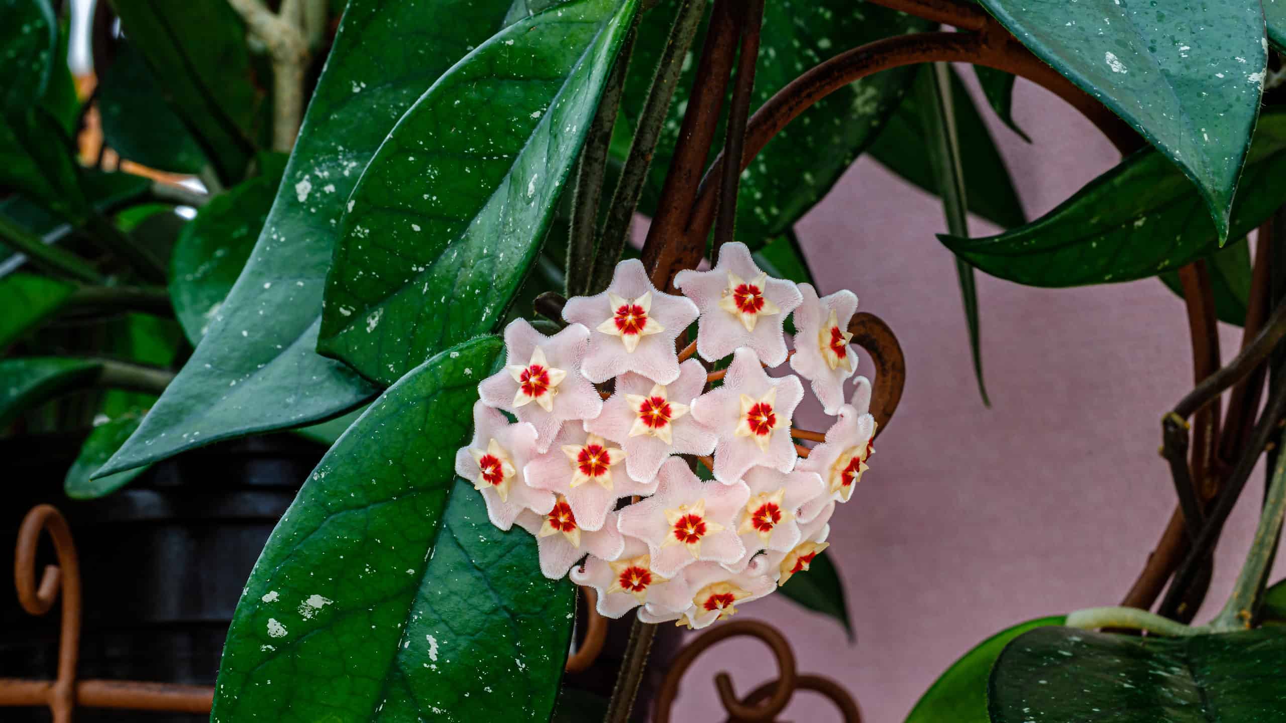 Hoya Carnosa: una guida completa