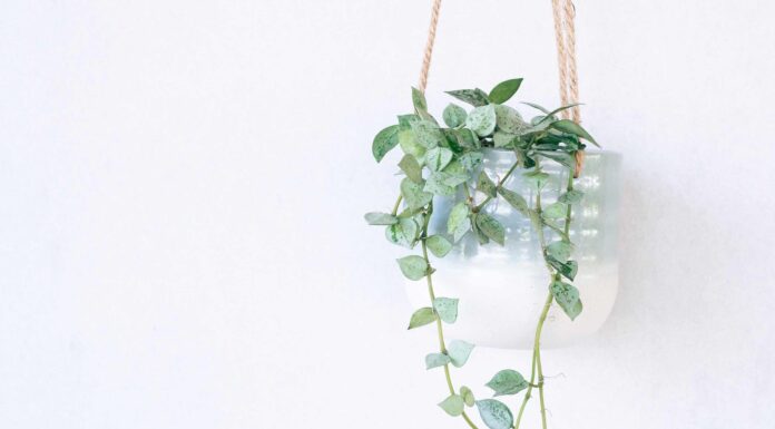 Eskimo Hoya: una guida completa
