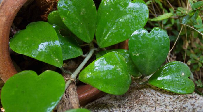 Tesoro Hoya: una guida completa
