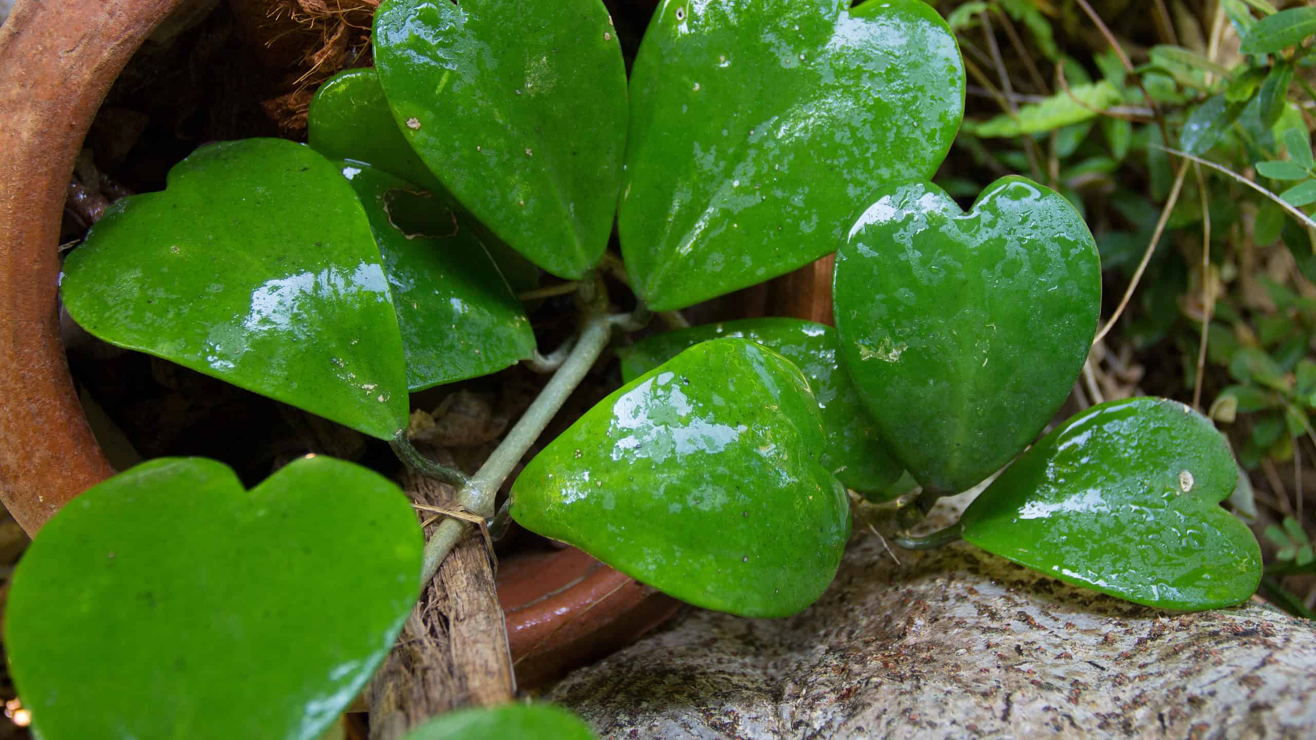 Tesoro Hoya: una guida completa