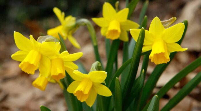 12 tipi di narcisi in miniatura 
