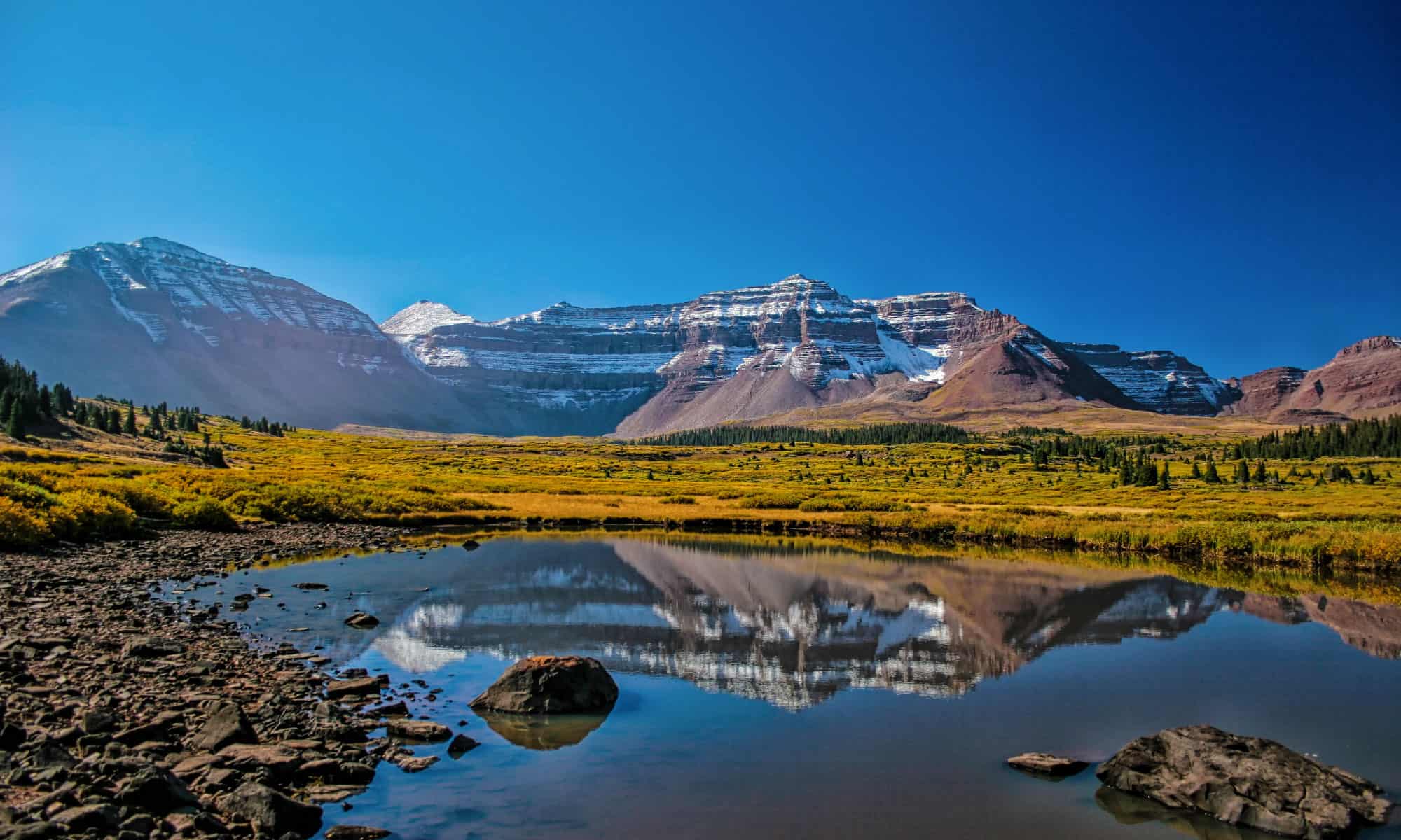 6 fantastici animali che sono in via di estinzione e vivono nello Utah