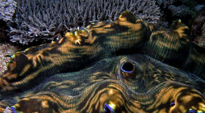 Scopri la vongola più grande mai trovata
