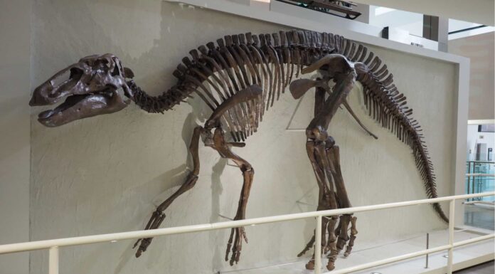 Dinosauri che vivevano nel Tennessee (e dove vedere i fossili oggi)
