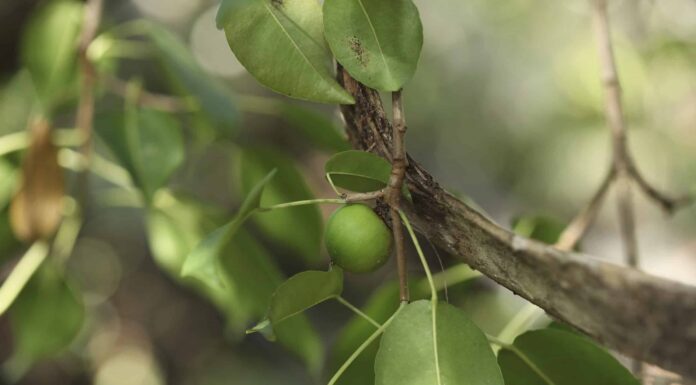 Scopri i 5 alberi più pericolosi negli Stati Uniti
