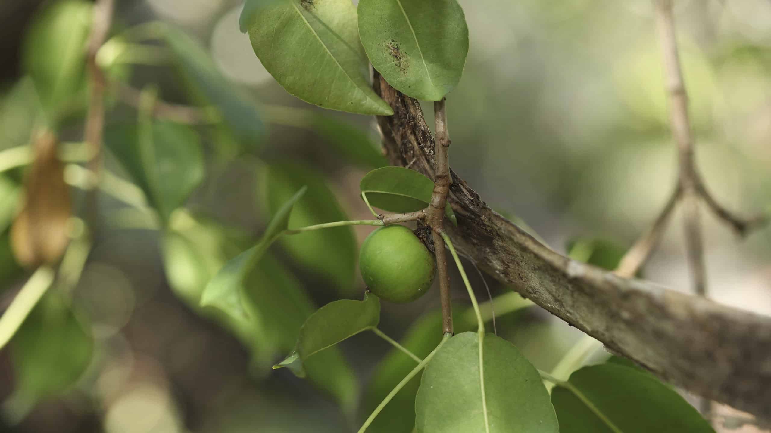 Scopri i 5 alberi più pericolosi negli Stati Uniti