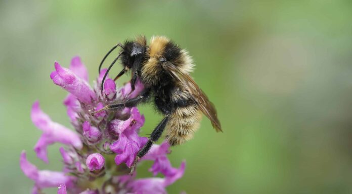 Bumblebee del cuculo di campo
