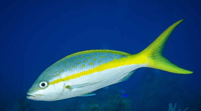Dentice dalla coda gialla
