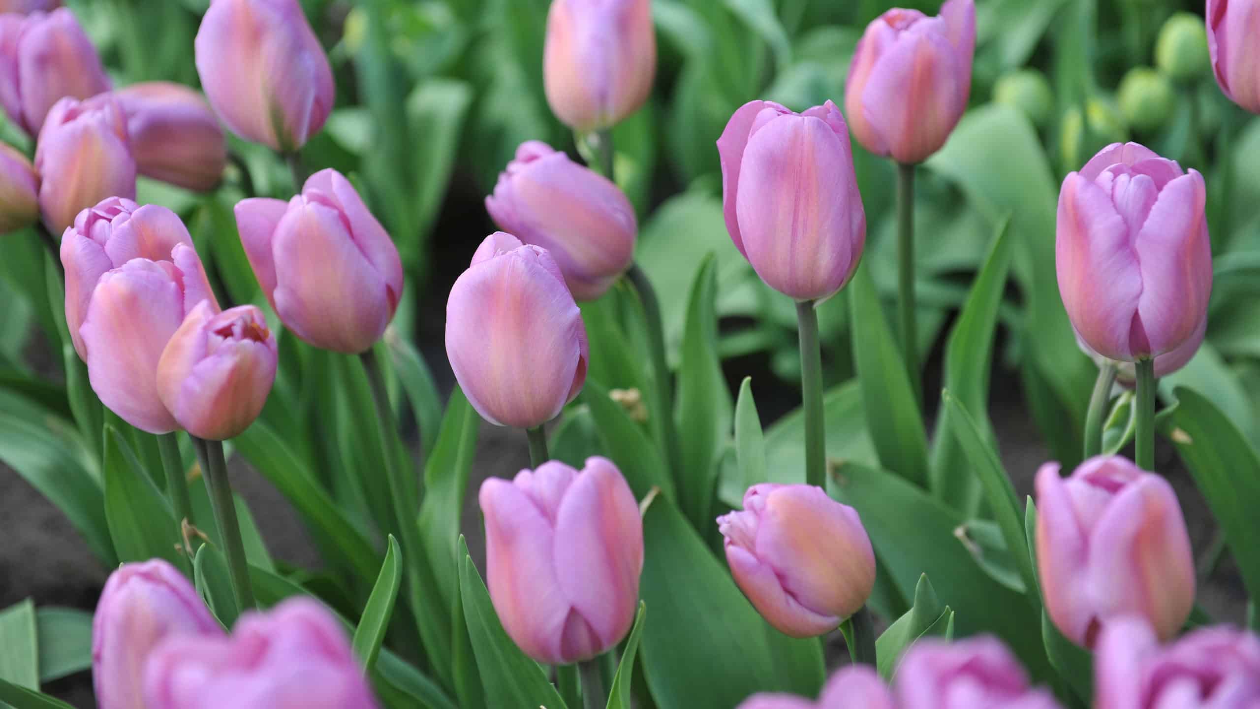 Scopri il fiore nazionale dell'Ungheria: il tulipano