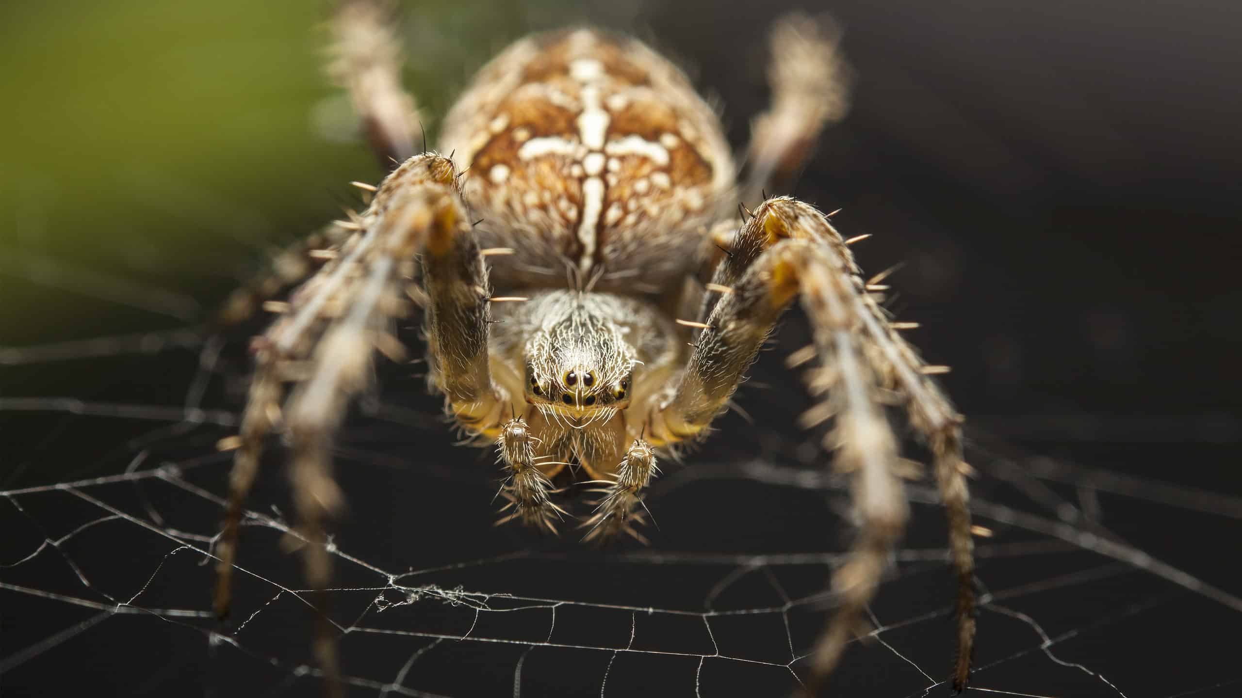 Scopri 7 ragni marroni in Alabama