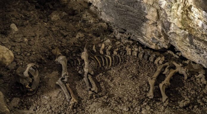 Qual è il fossile di orso più antico mai trovato?
