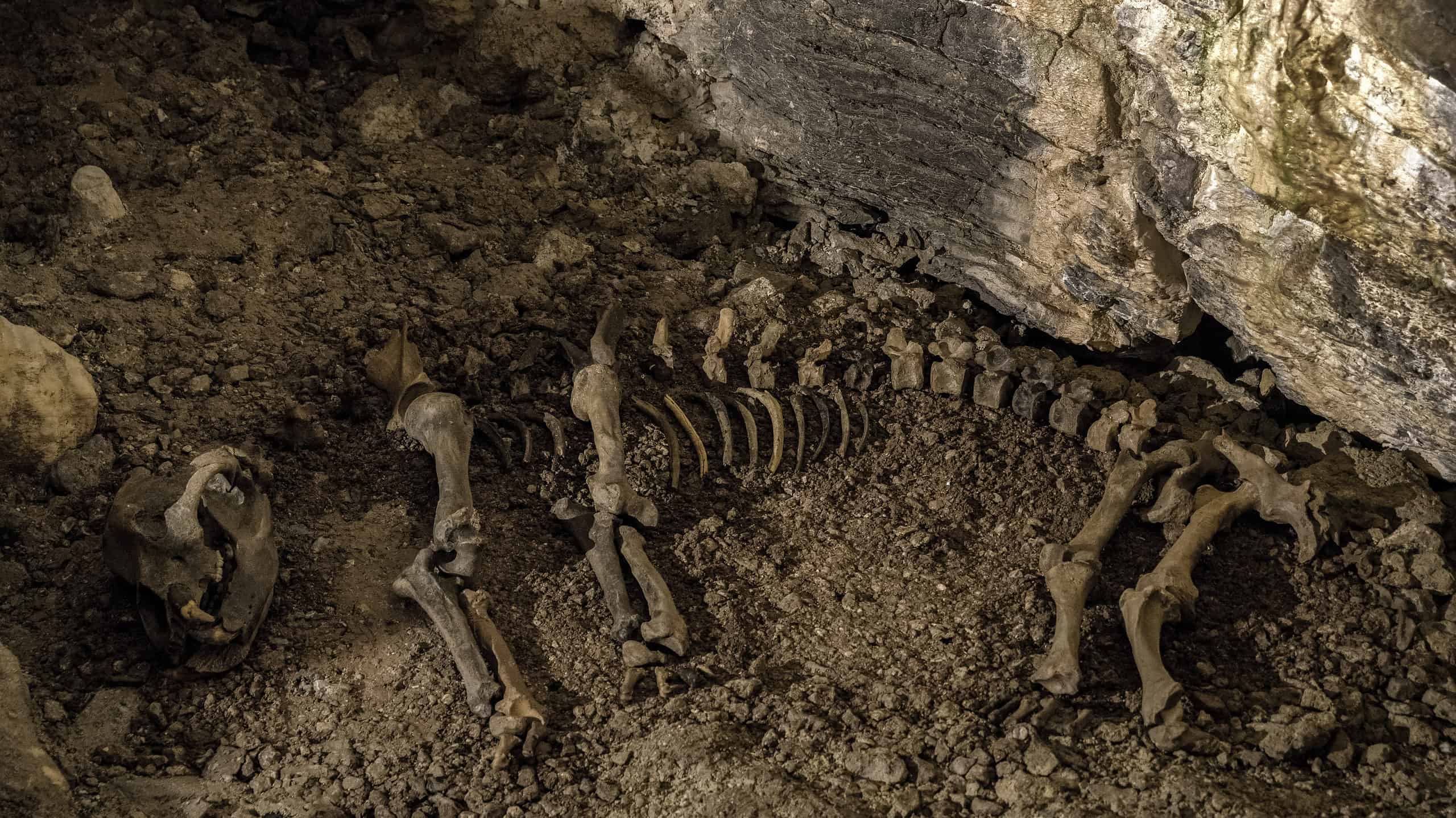 Qual è il fossile di orso più antico mai trovato?