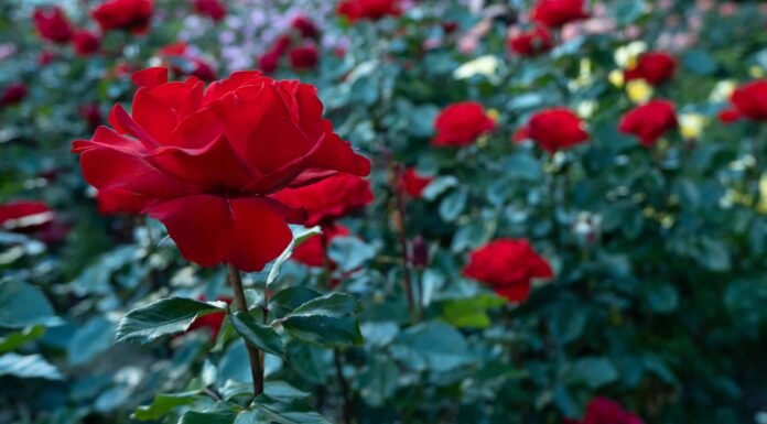 Come coltivare rose a stelo lungo
