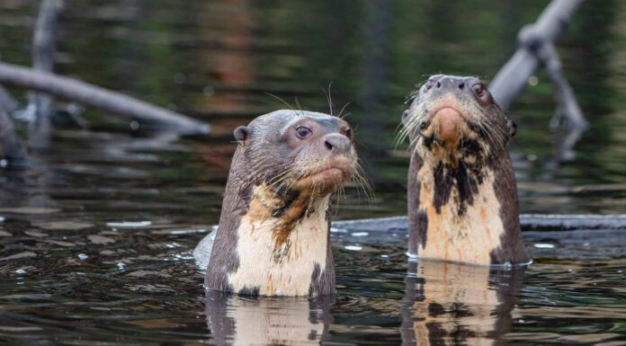 Guarda Cinque lontre di fiume giganti che si affrontano contro un enorme giaguaro
