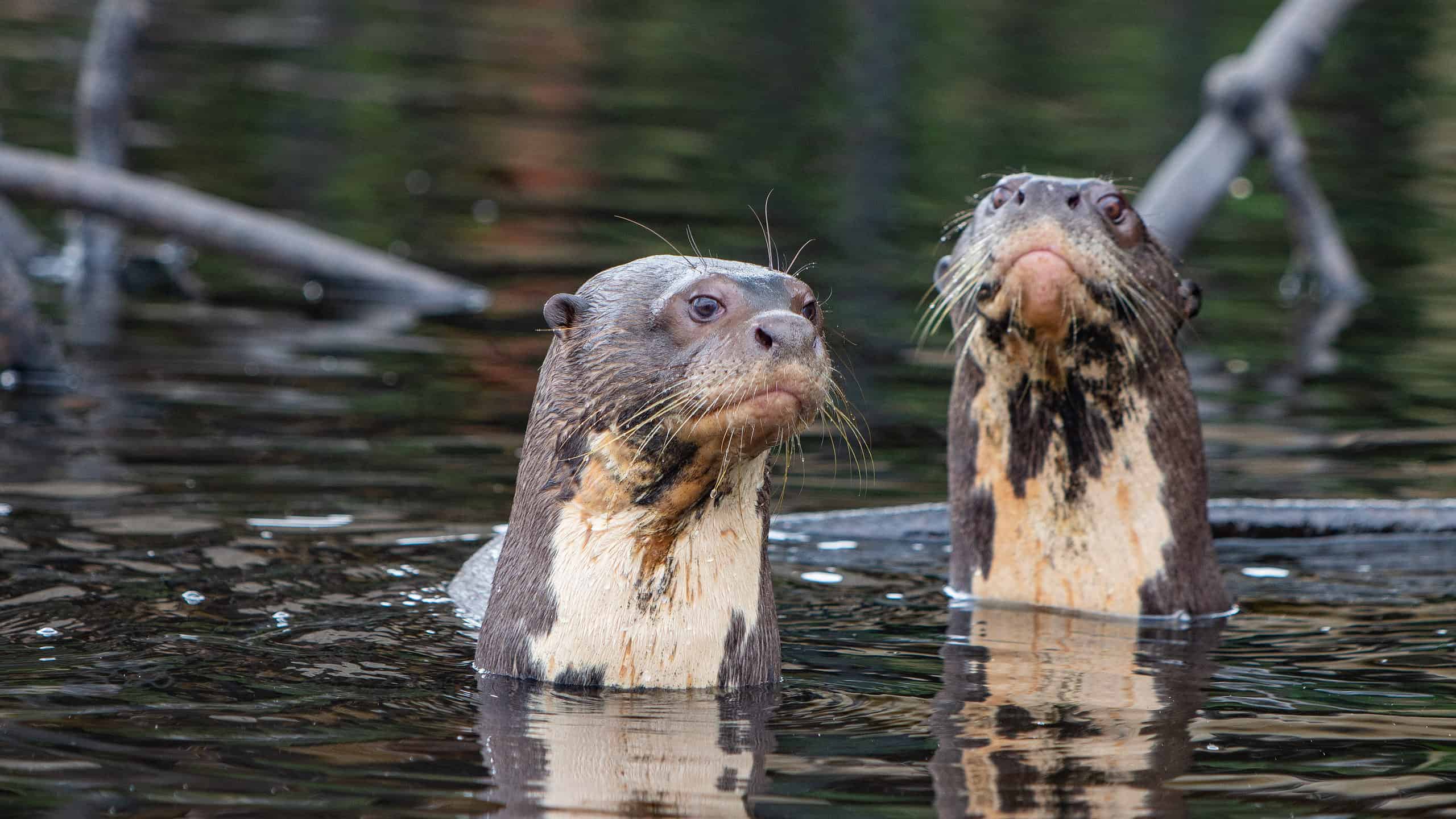 Guarda Cinque lontre di fiume giganti che si affrontano contro un enorme giaguaro