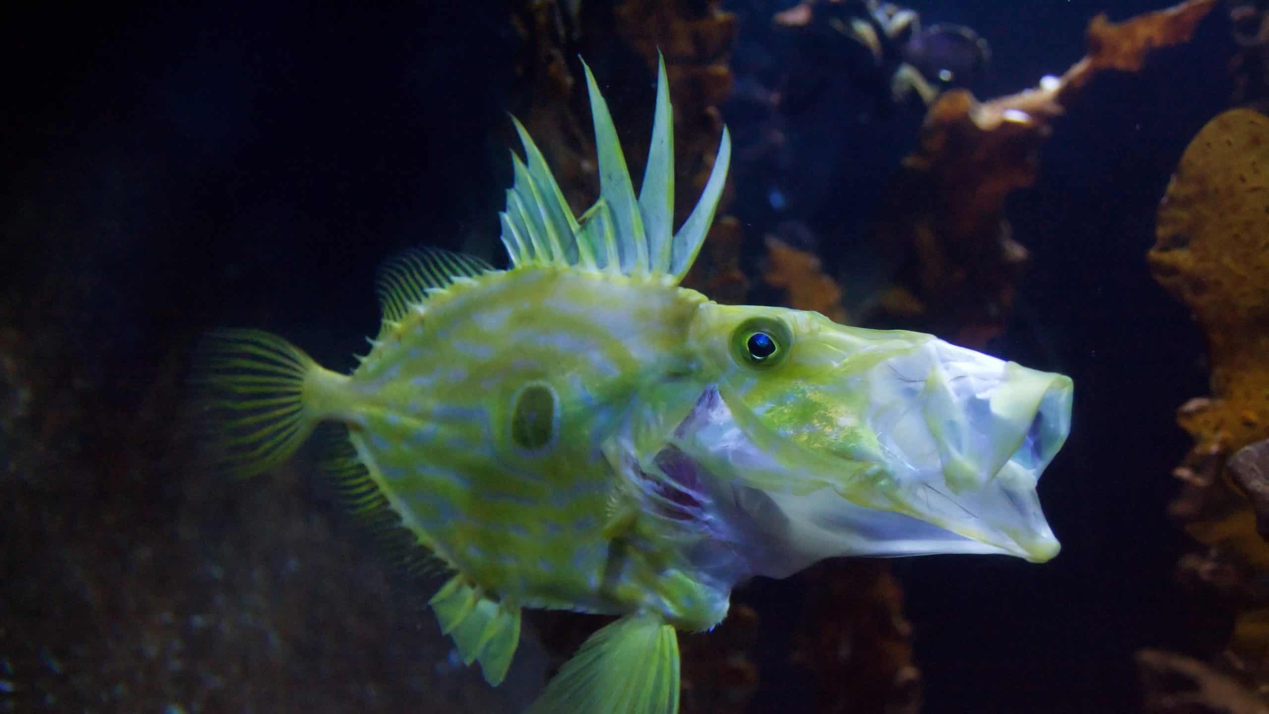 Scopri 8 pesci spettacolari trovati in Perù