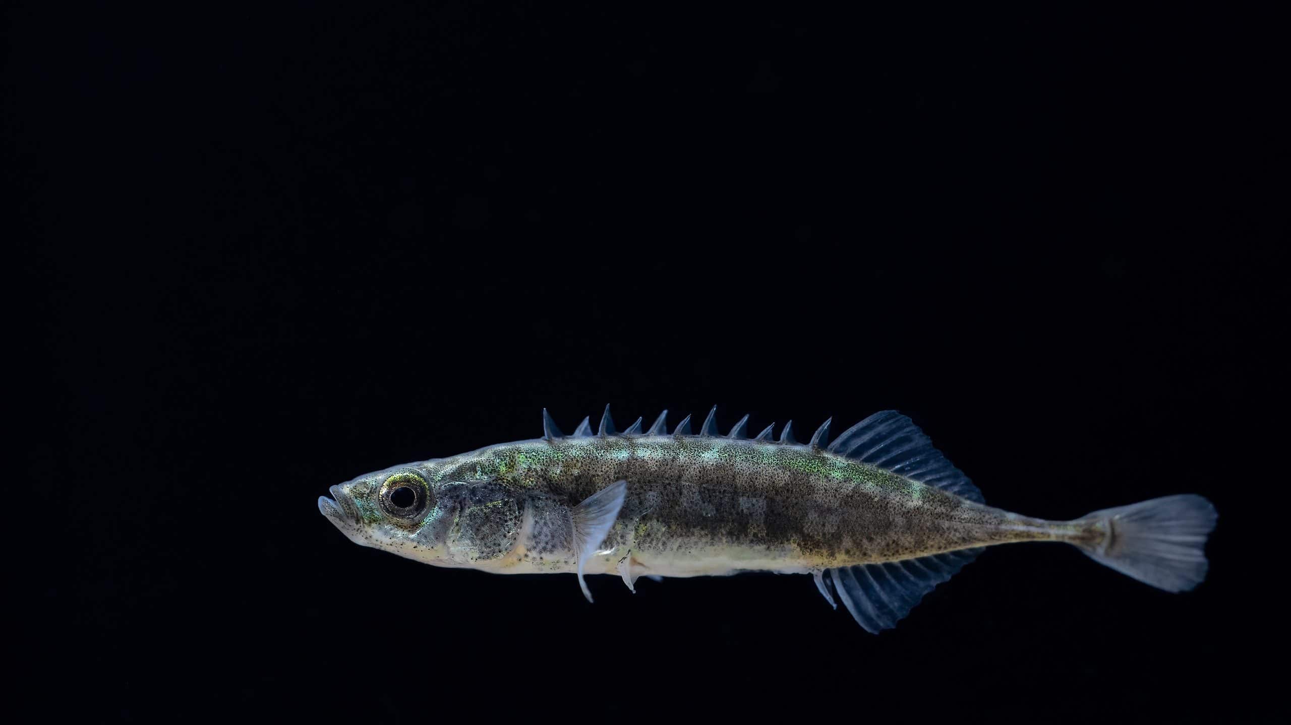 Scopri 8 pesci spettacolari trovati in Norvegia