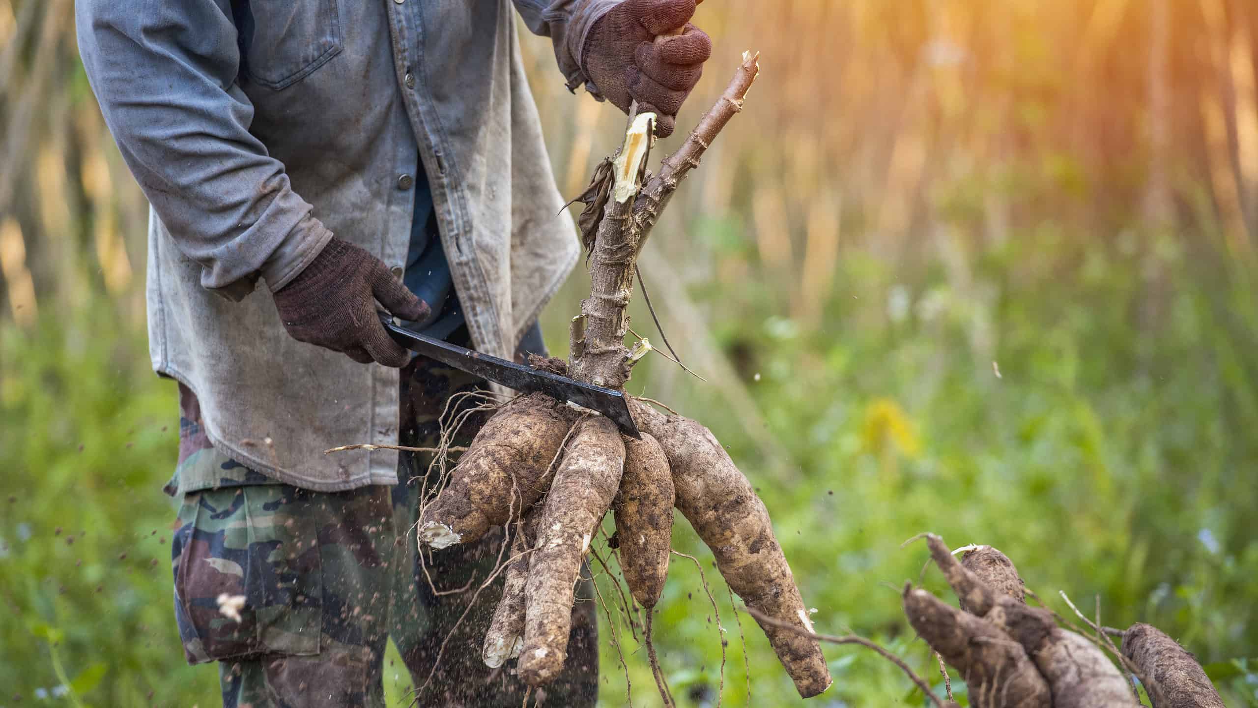 Quali sono le verdure più antiche che l'uomo ha mangiato per la prima volta?
