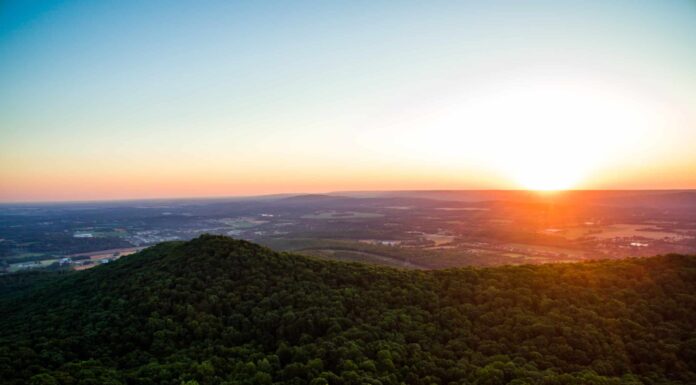 Scopri la foresta più grande dell'Alabama (e ciò che vive al suo interno)
