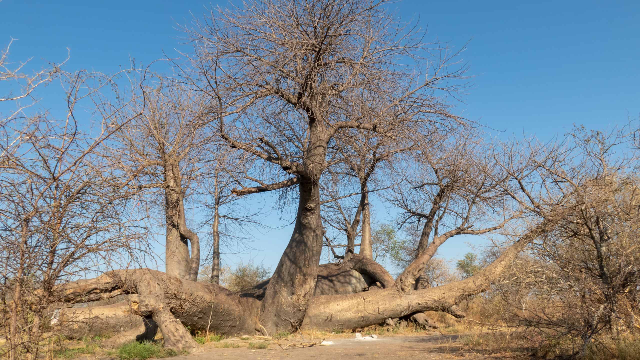 Il baobab più antico è l'albero più longevo della terra?