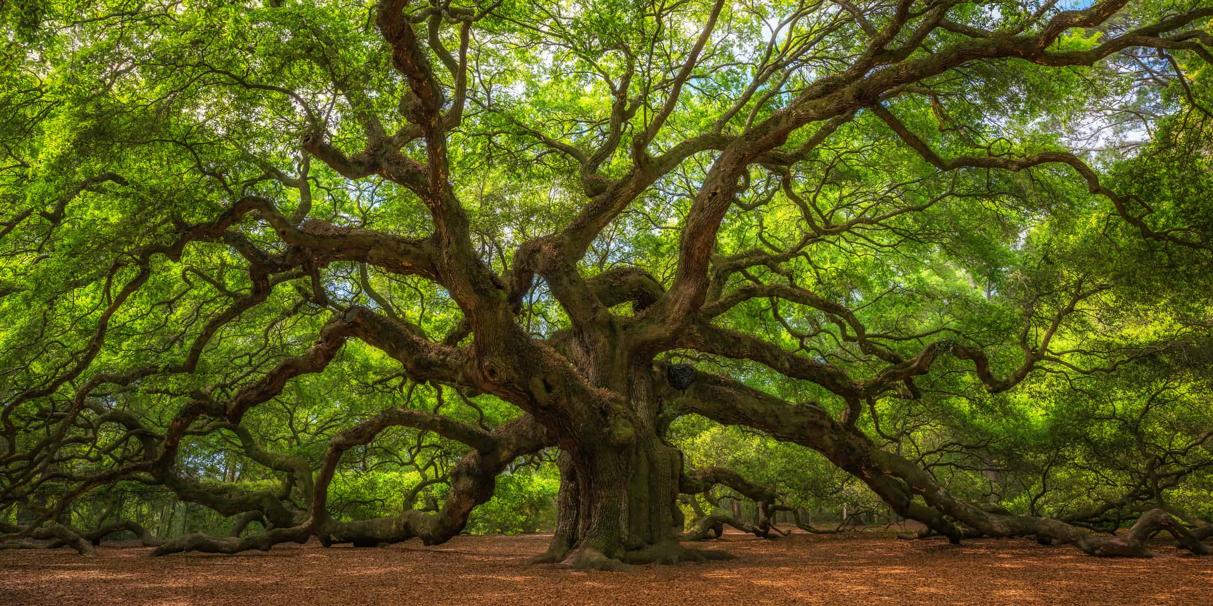 Scopri l'albero più antico della Carolina del Sud
