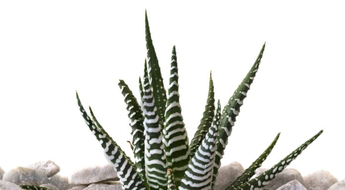 11 tipi di piante grasse zebrate
