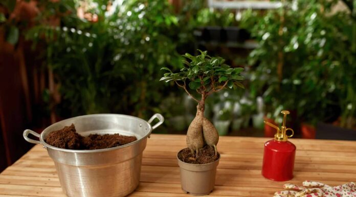 Cosa devono sapere i giardinieri dell'Oklahoma questa primavera
