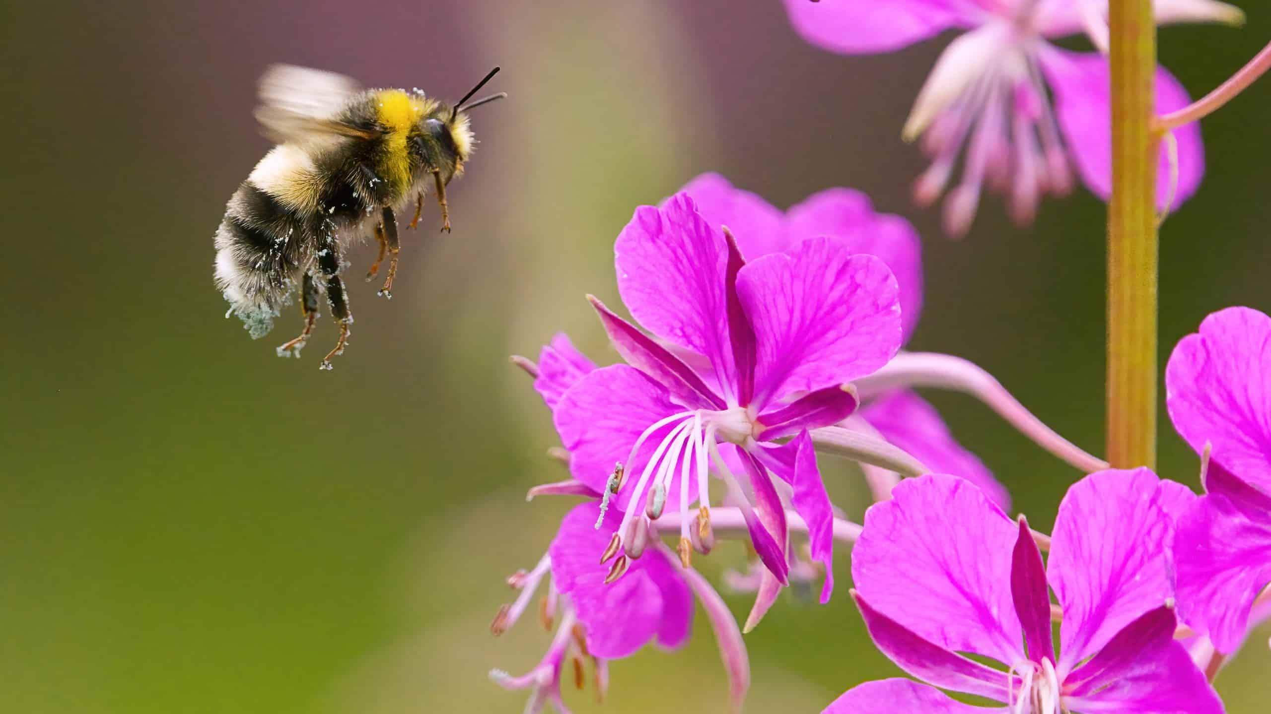 Bumblebee cuculo zingaro