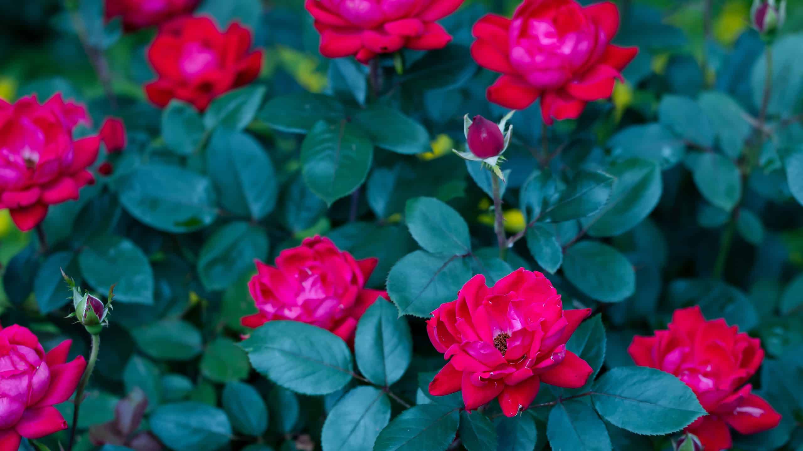 Scopri 4 rose perfette per l'Indiana