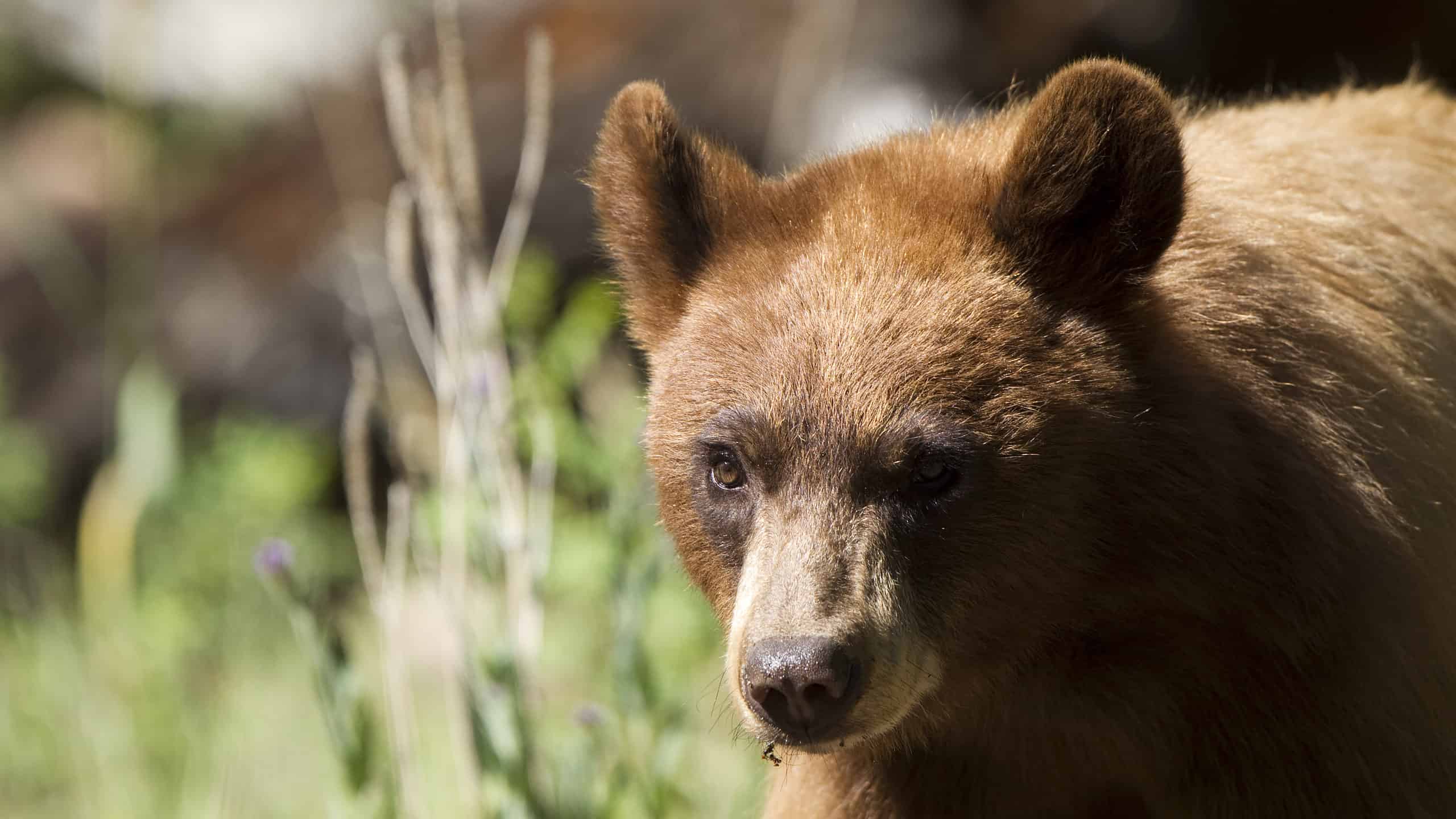 Scopri l'orso più grande mai catturato nel New Mexico