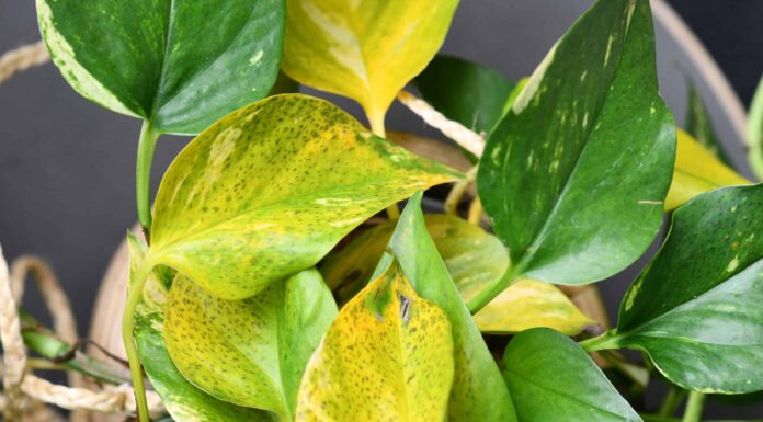 Le foglie di Pothos diventano gialle: perché sta accadendo e come risolverlo
