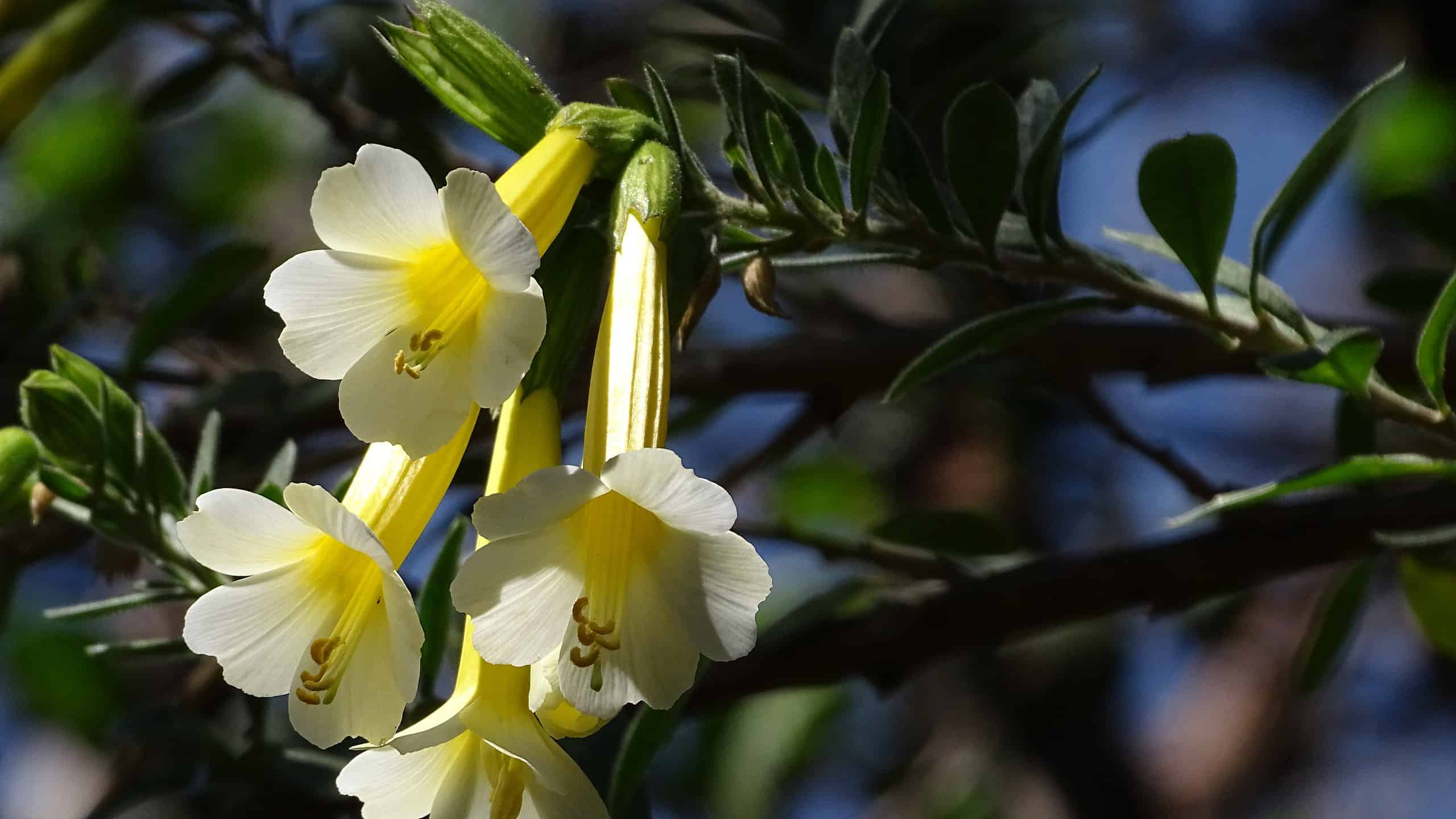 Scopri Il fiore nazionale del Perù: Cantua Buxifolia