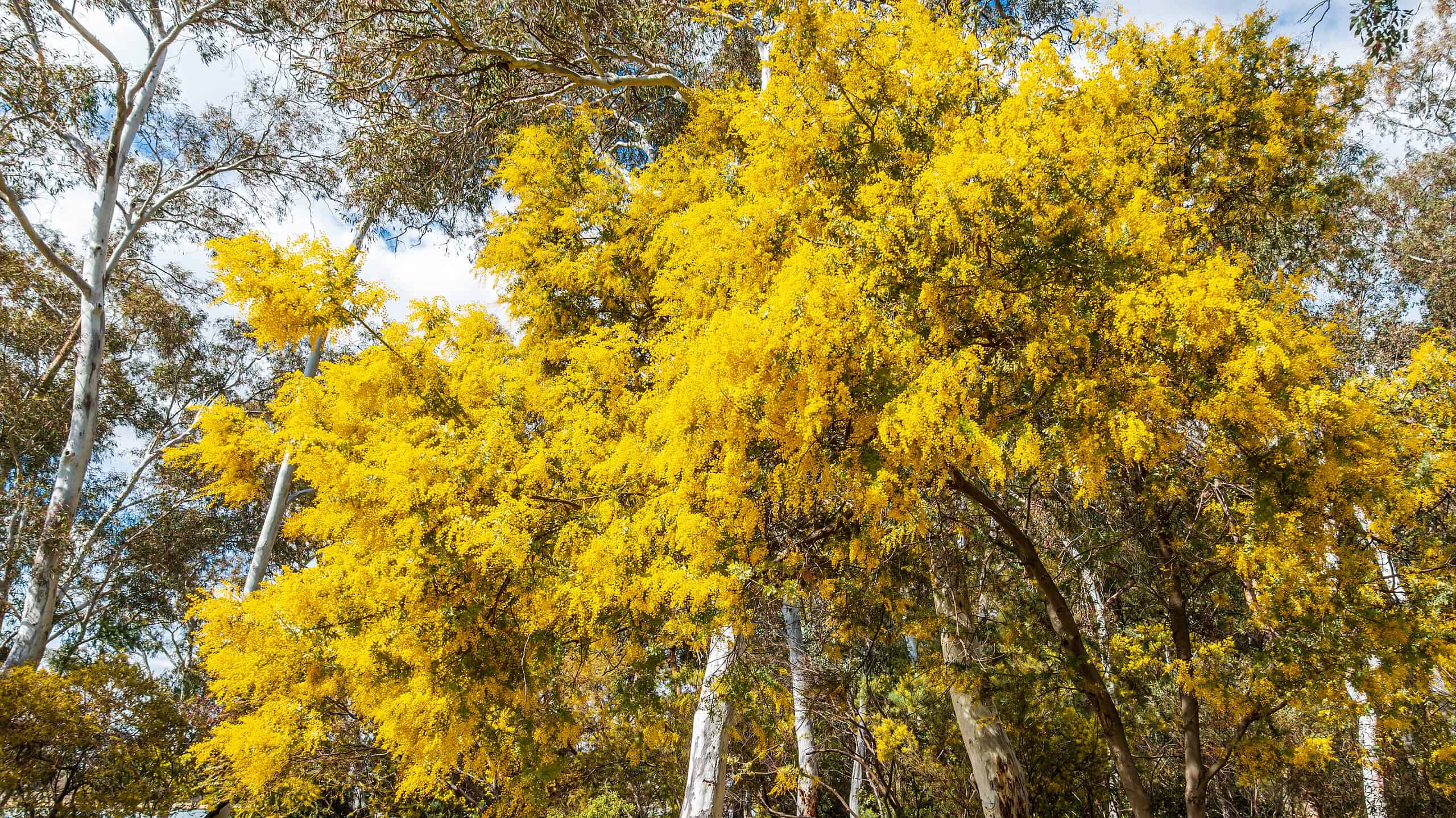 Scopri il fiore nazionale dell'Australia: il bargiglio d'oro