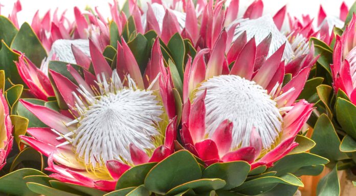 Scopri il fiore nazionale del Sudafrica: il re Protea
