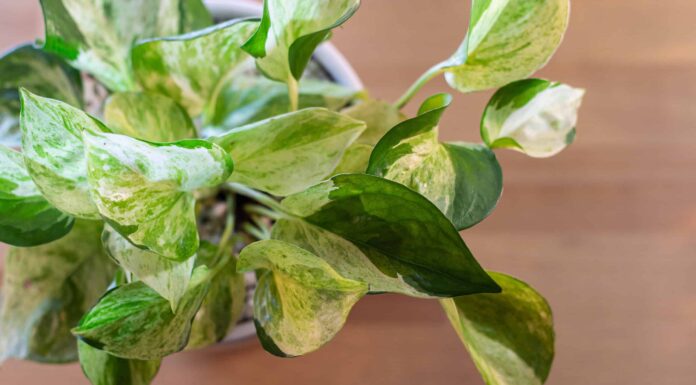 Manjula Pothos: scopri questa bellissima pianta d'appartamento
