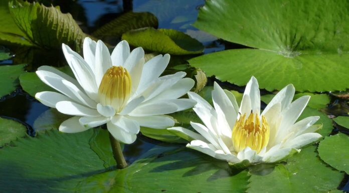 Scopri il fiore nazionale dell'Egitto: il loto egiziano
