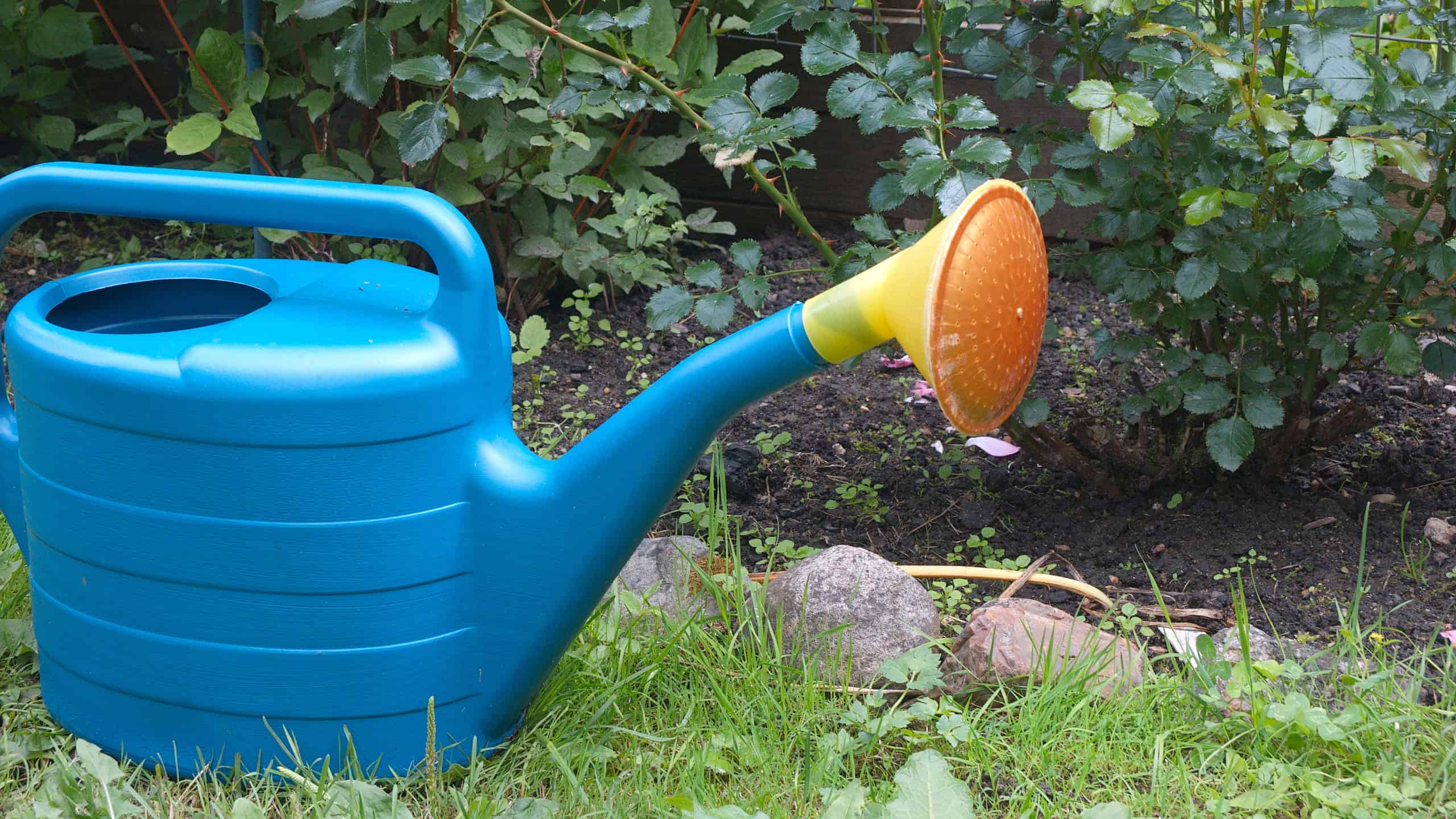 Quanto spesso innaffiare le rose