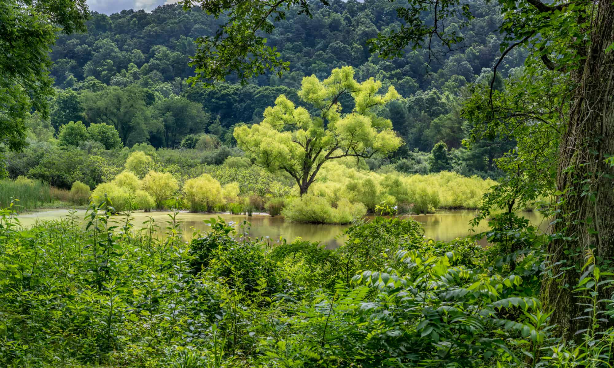 Stagione allergica della Virginia: picco, tempistica e sintomi