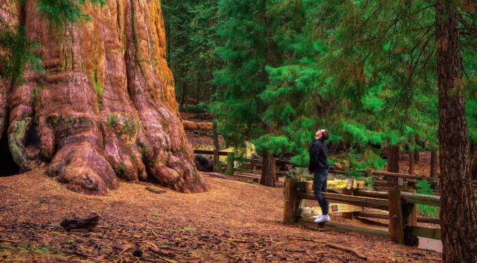 Scopri Generale Sherman: L'albero più grande del mondo
