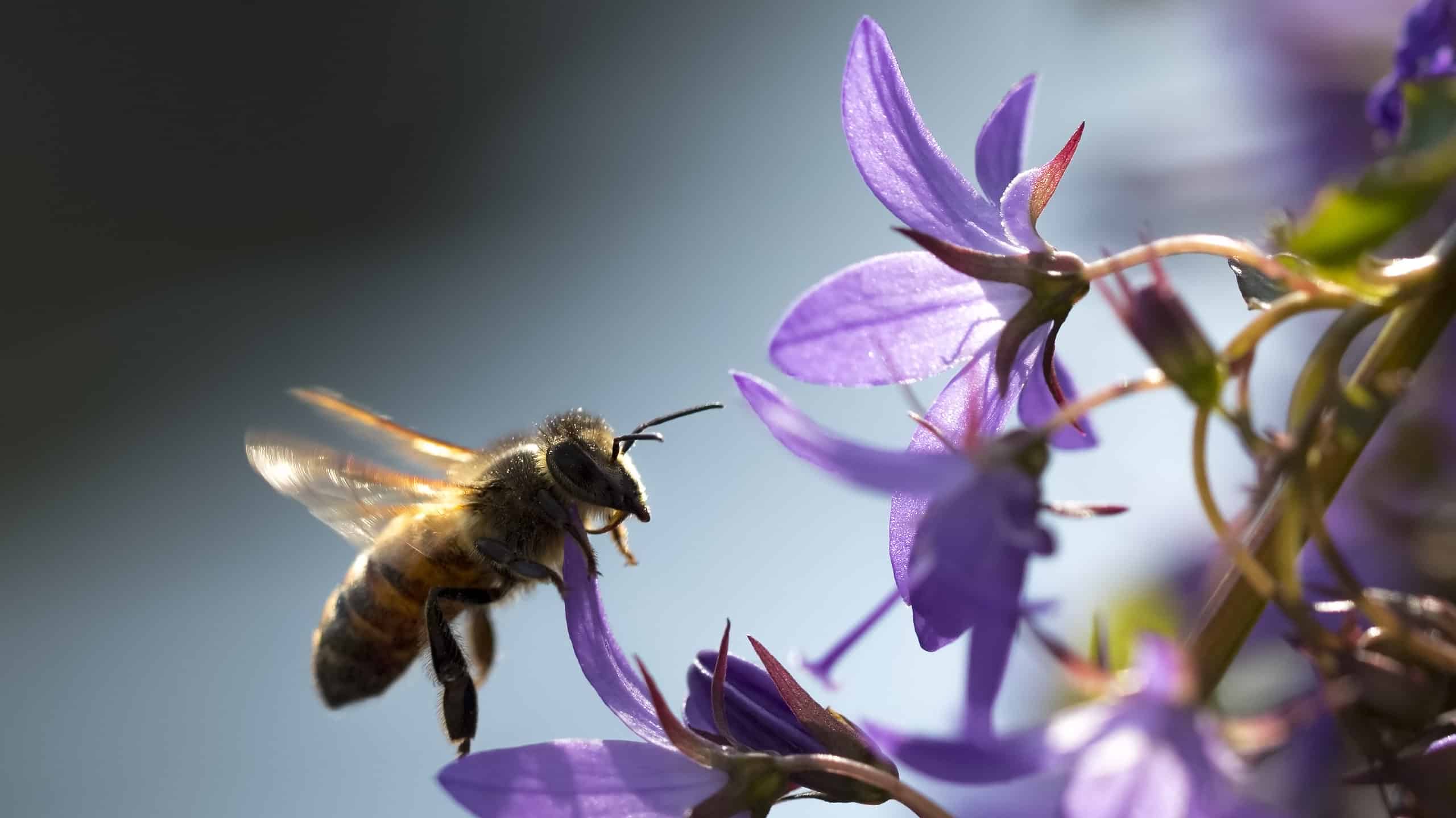 Scopri l'insetto ufficiale dello stato della Georgia