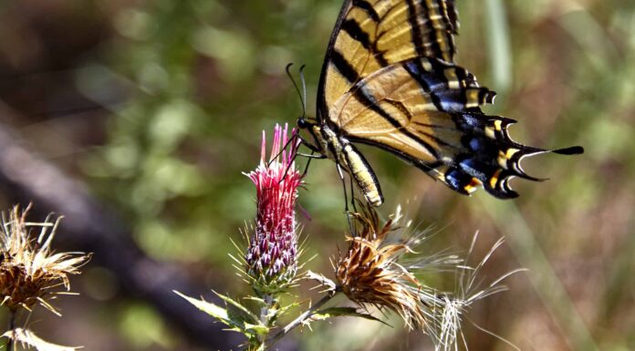 Scopri l'insetto ufficiale dello stato dell'Arizona
