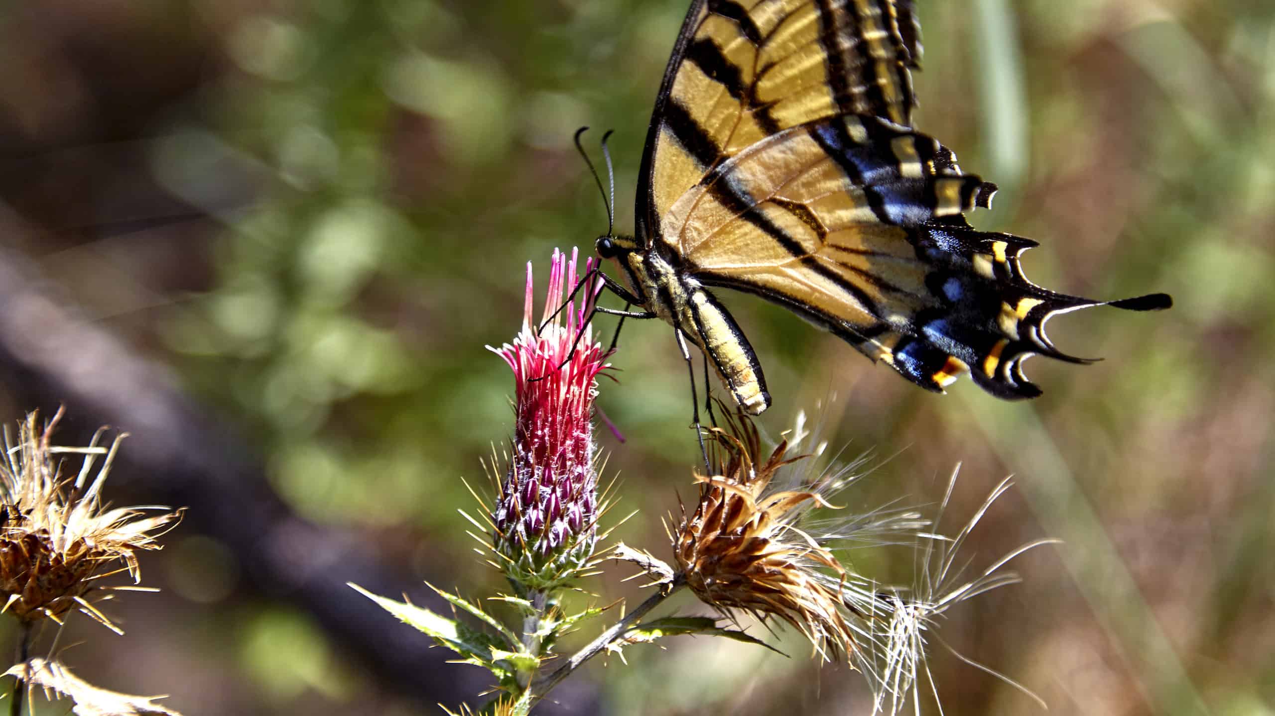 Scopri l'insetto ufficiale dello stato dell'Arizona