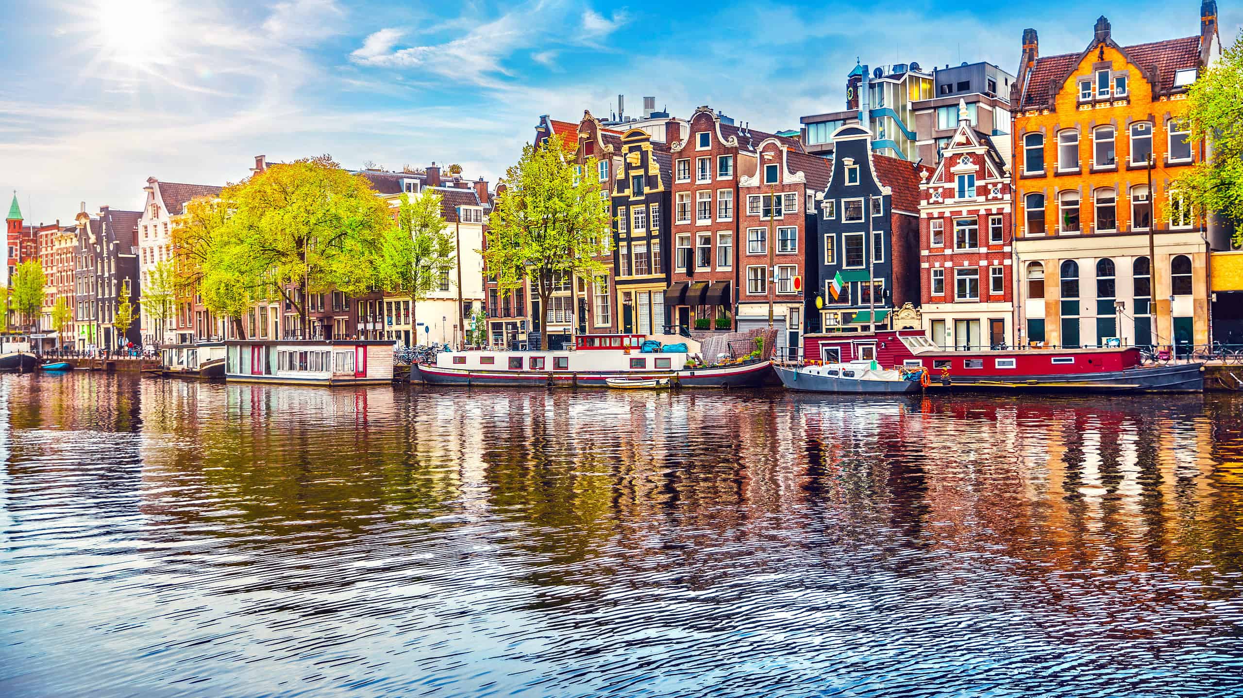 Scopri il fiore nazionale dei Paesi Bassi: il tulipano