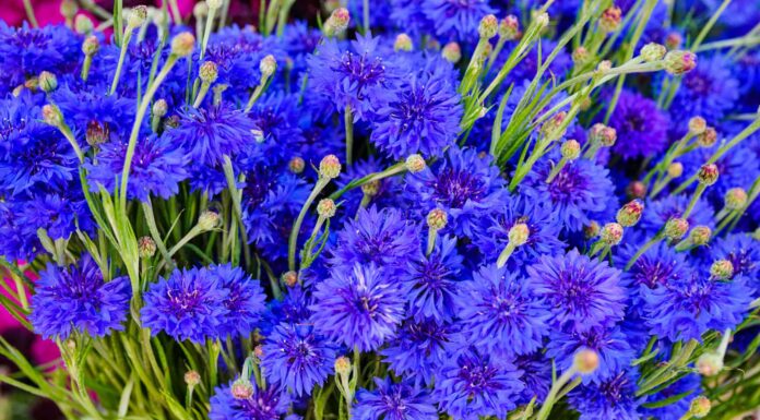 Scopri il fiore nazionale della Germania: il fiordaliso
