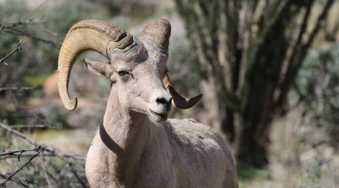 Scopri la più grande pecora del deserto mai catturata in California
