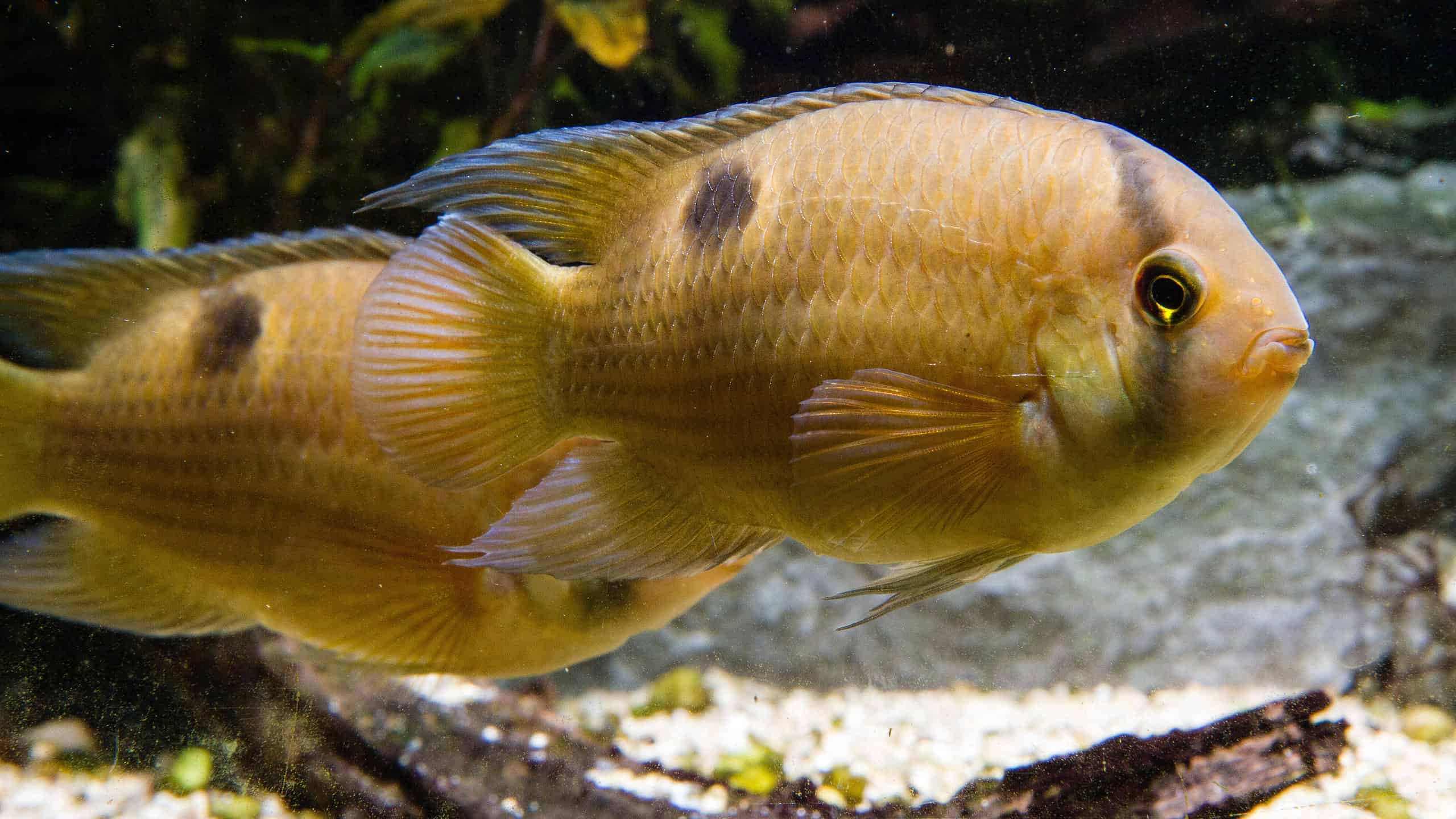 Ciclidi buco della serratura