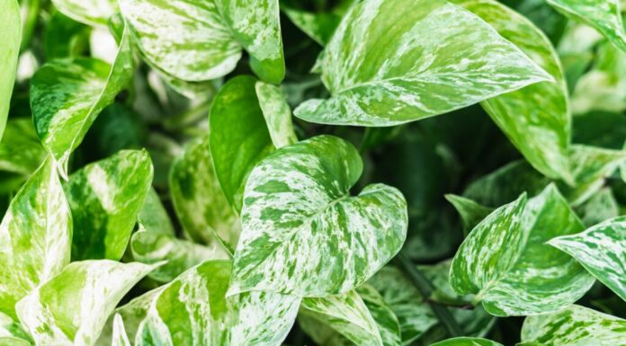 Come propagare Pothos: 5 semplici passaggi
