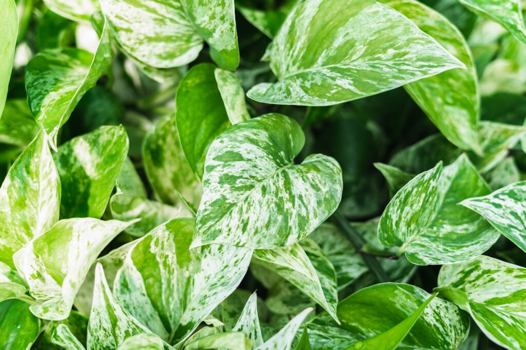 Come propagare Pothos: 5 semplici passaggi